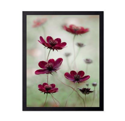 Crimson Cosmos Bloom