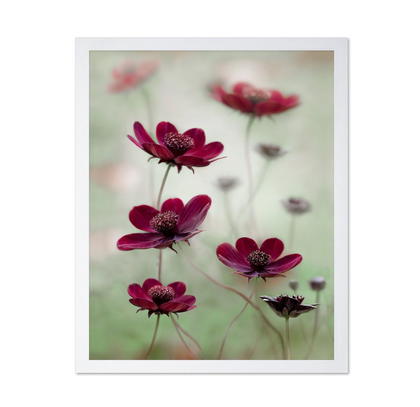 Crimson Cosmos Bloom