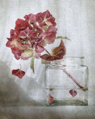 Pink Hydrangea Still Life