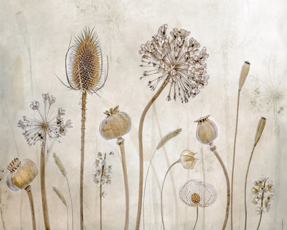 Dried Botanical Study No1
