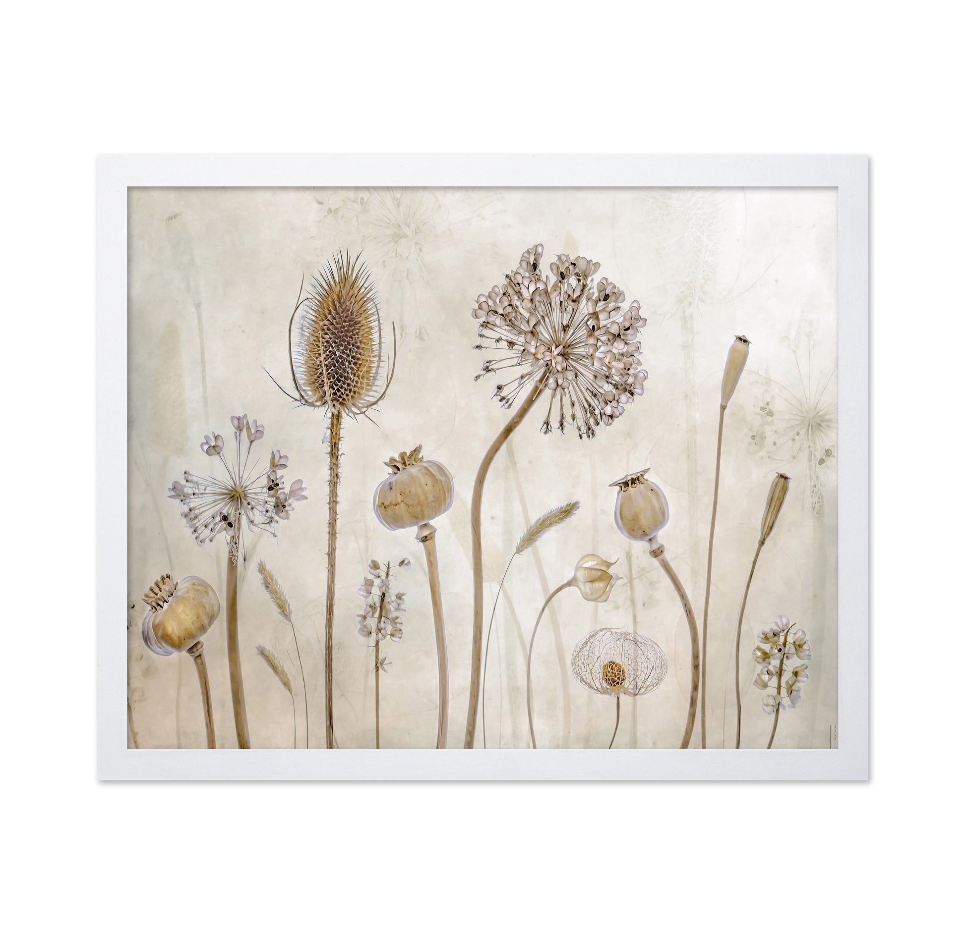 Dried Botanical Study No1