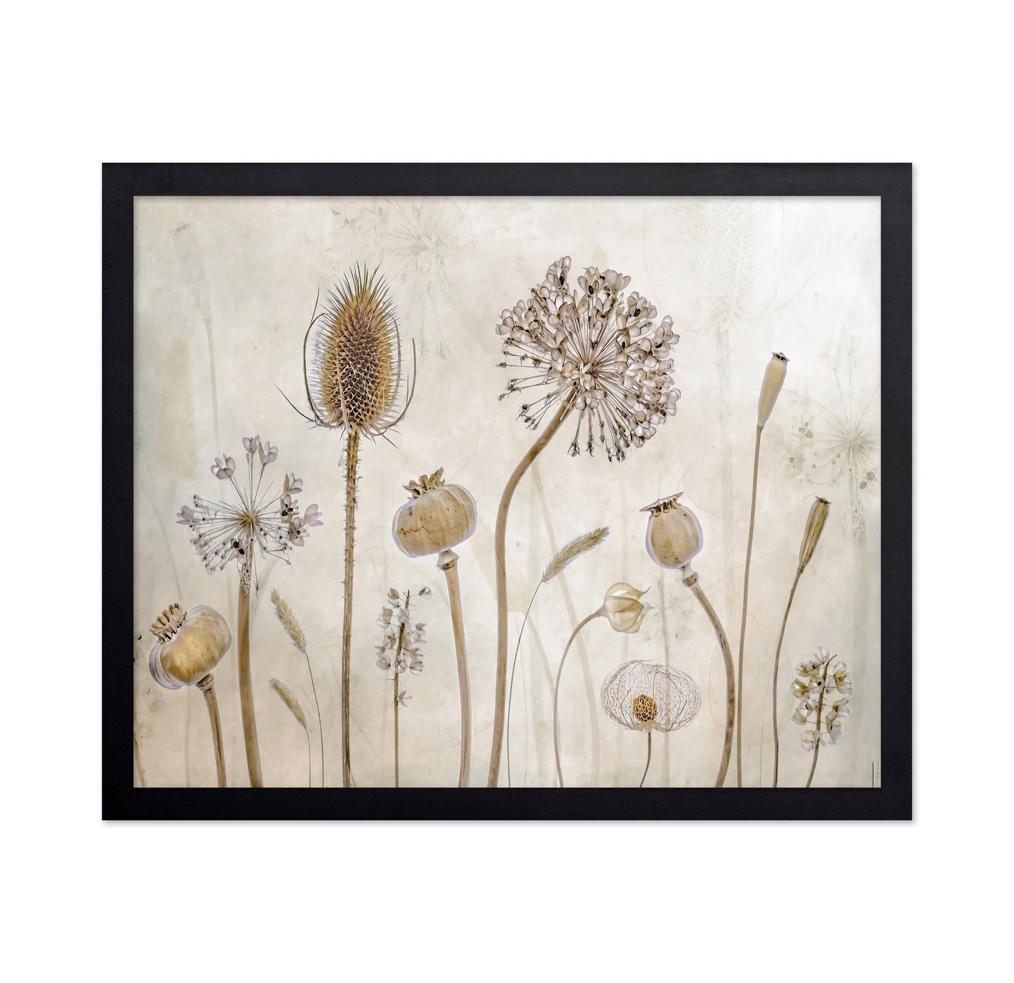 Dried Botanical Study No1