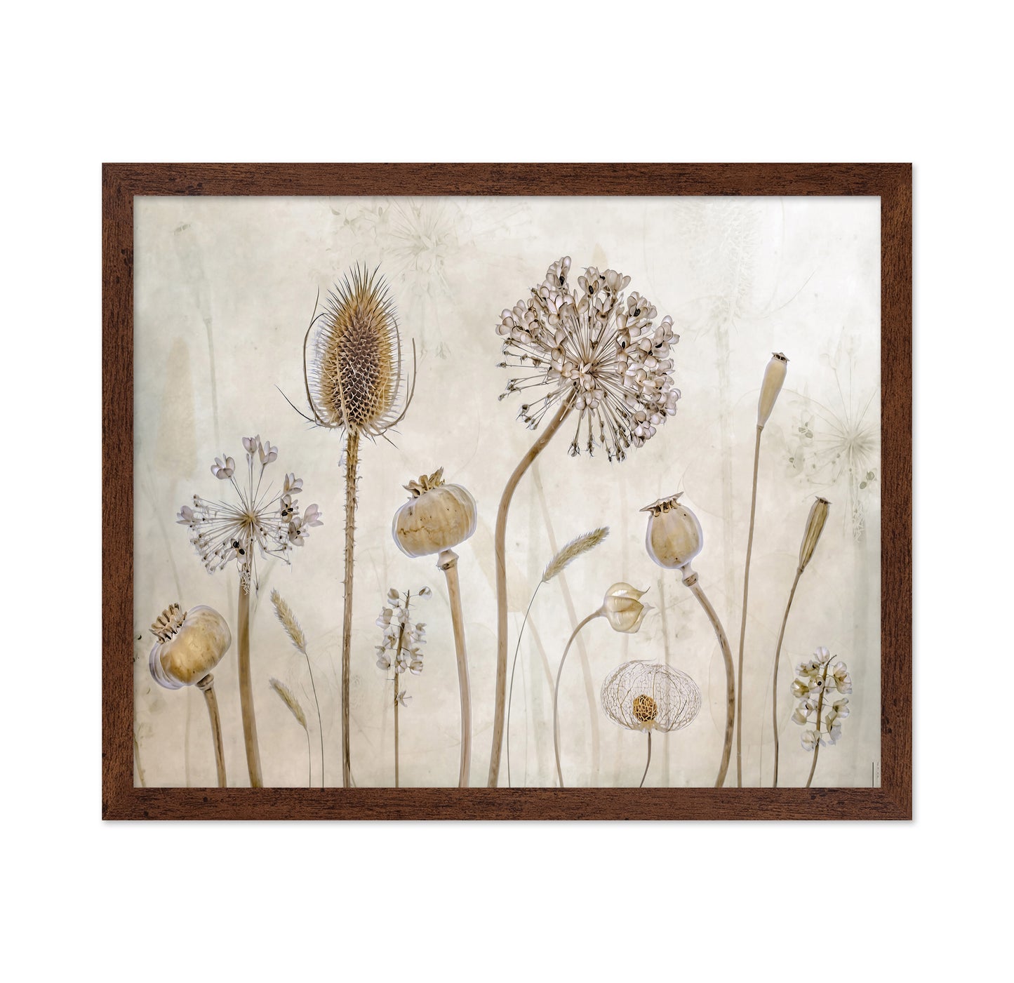 Dried Botanical Study No1