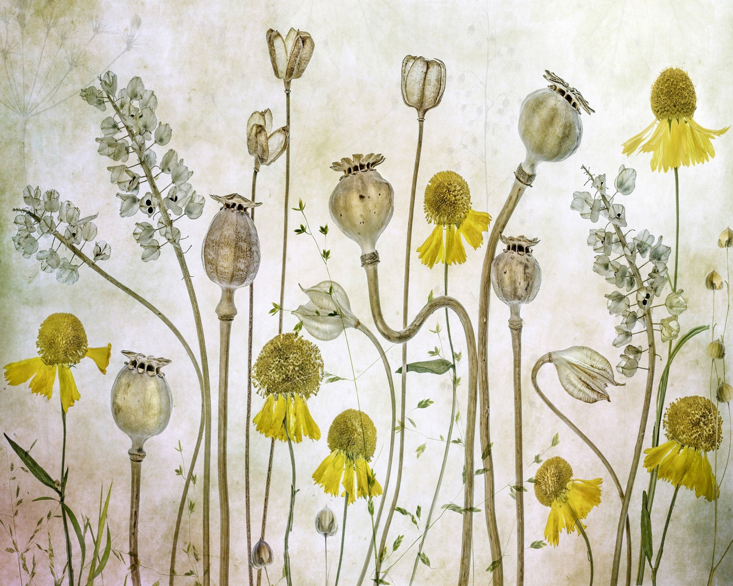 Wildflower Botanical Study