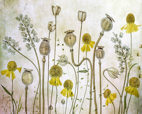 Wildflower Botanical Study