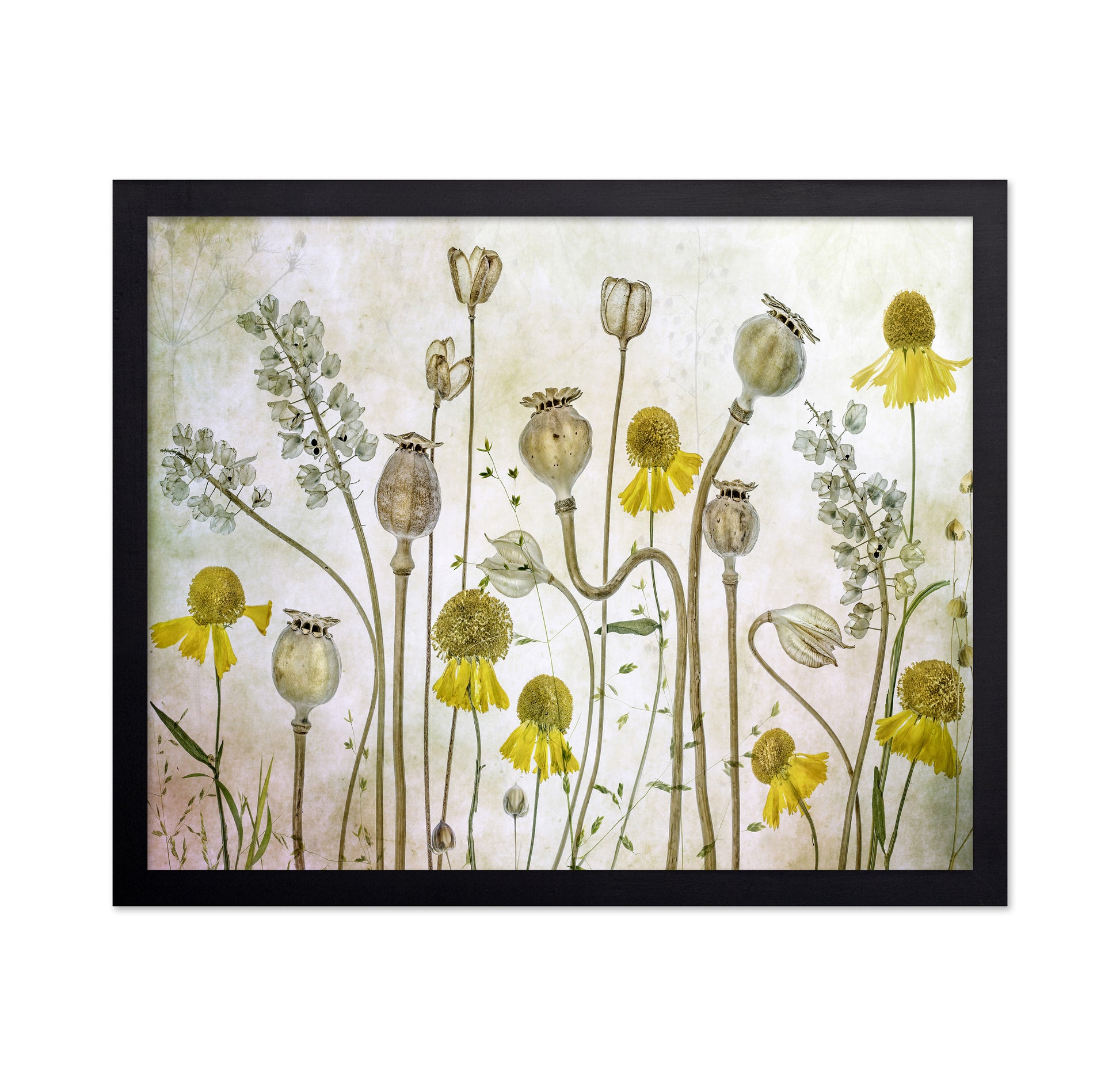 Wildflower Botanical Study