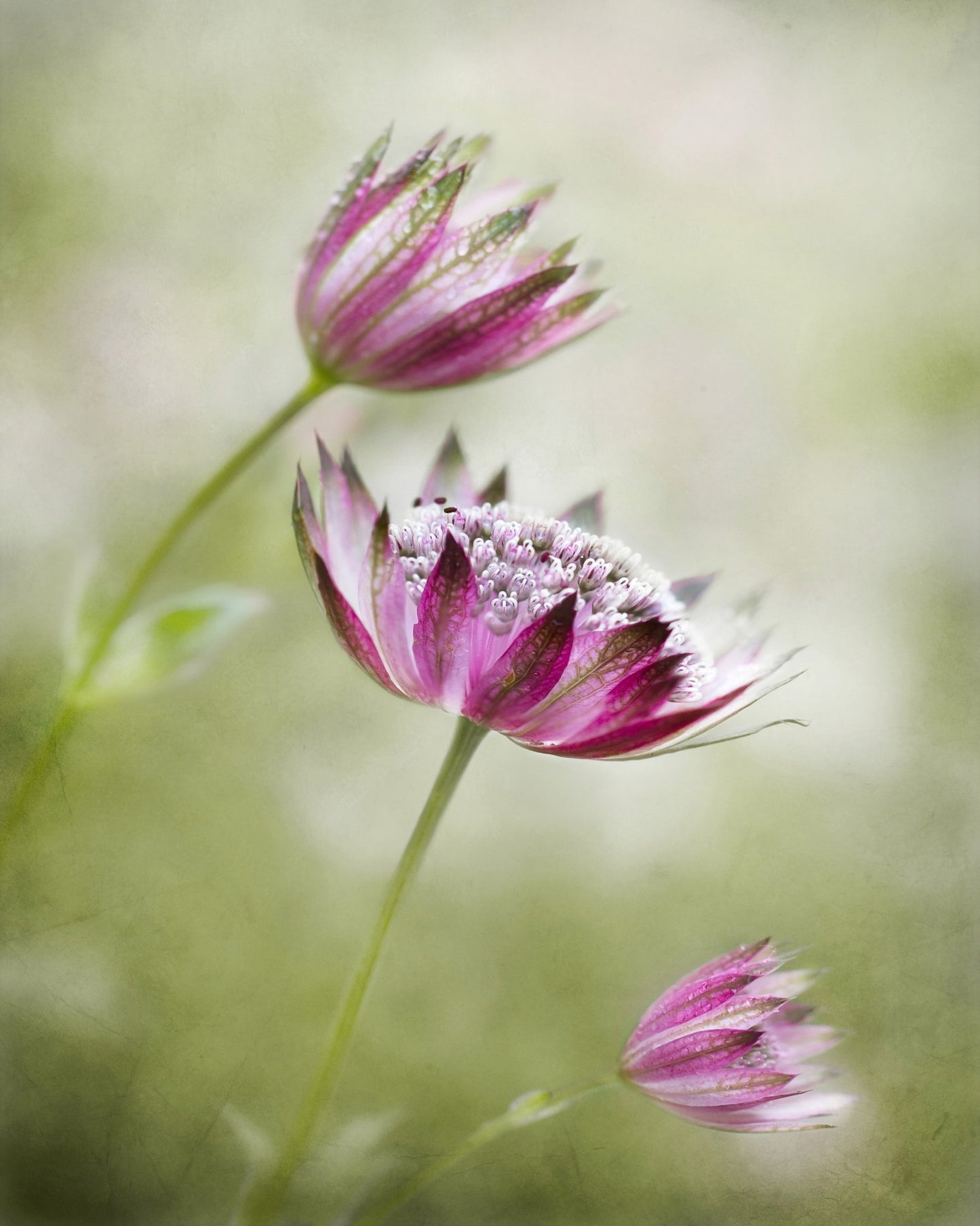 Pink Astrantia Bloom