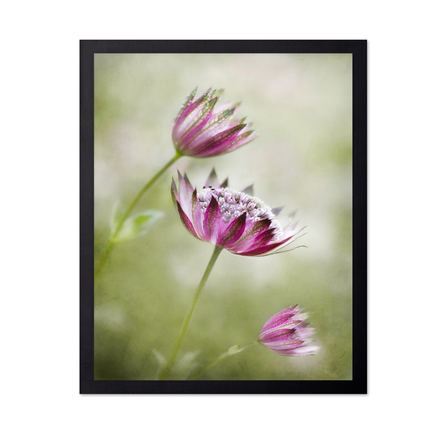 Pink Astrantia Bloom