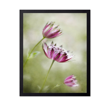 Pink Astrantia Bloom