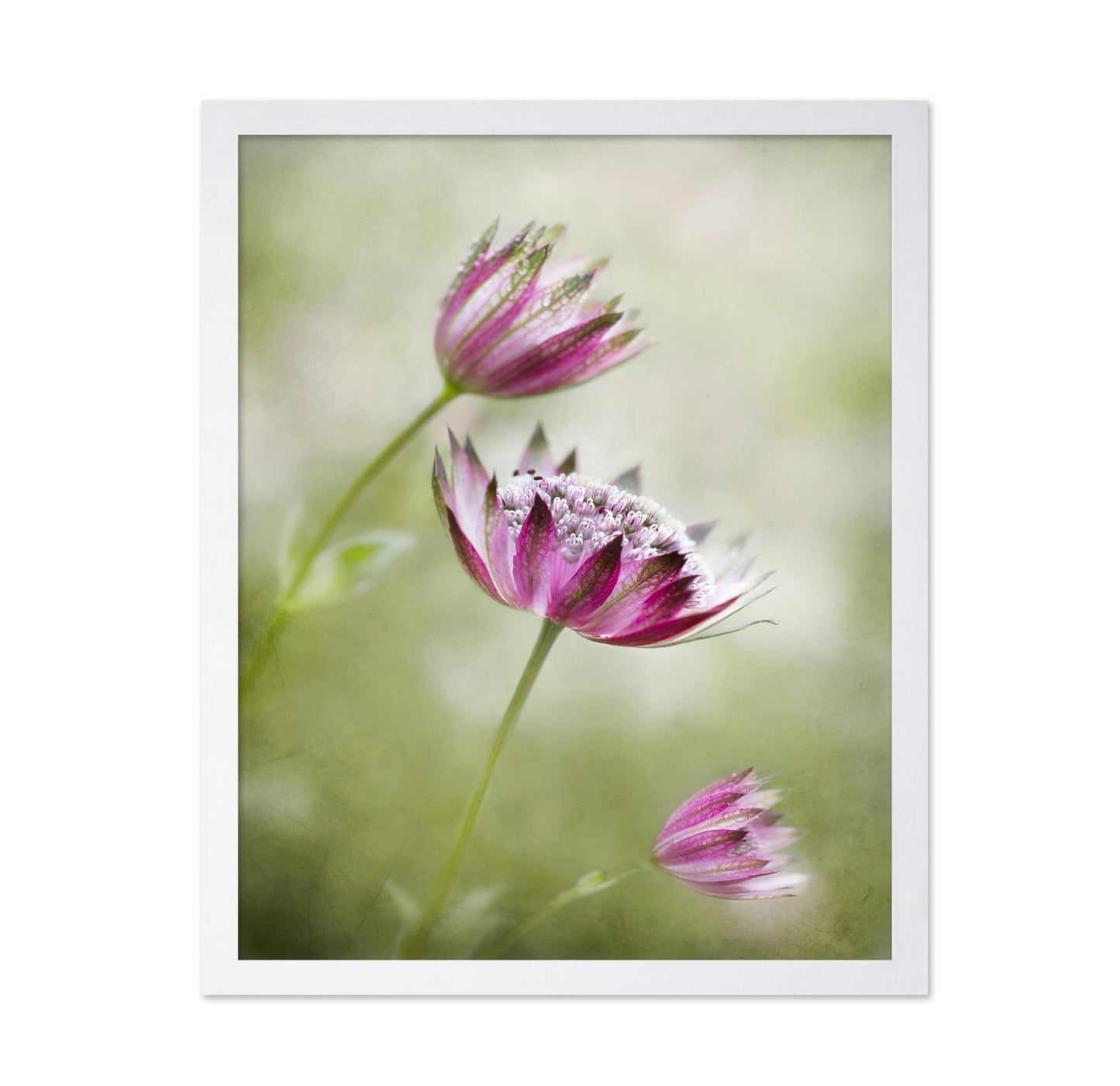 Pink Astrantia Bloom