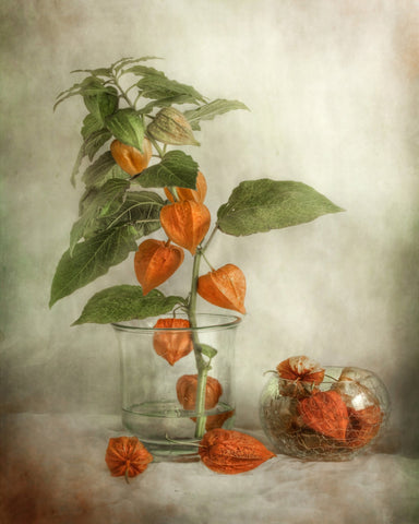 Orange Lantern Flowers