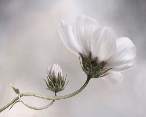 White Cosmos Bloom