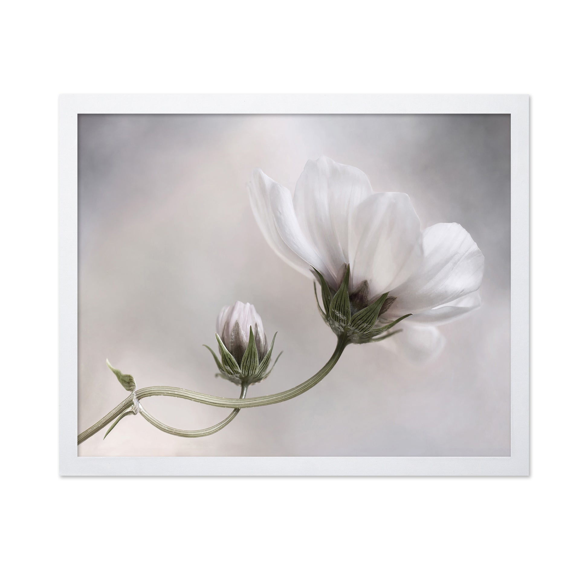 White Cosmos Bloom
