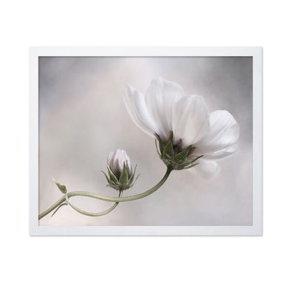 White Cosmos Bloom