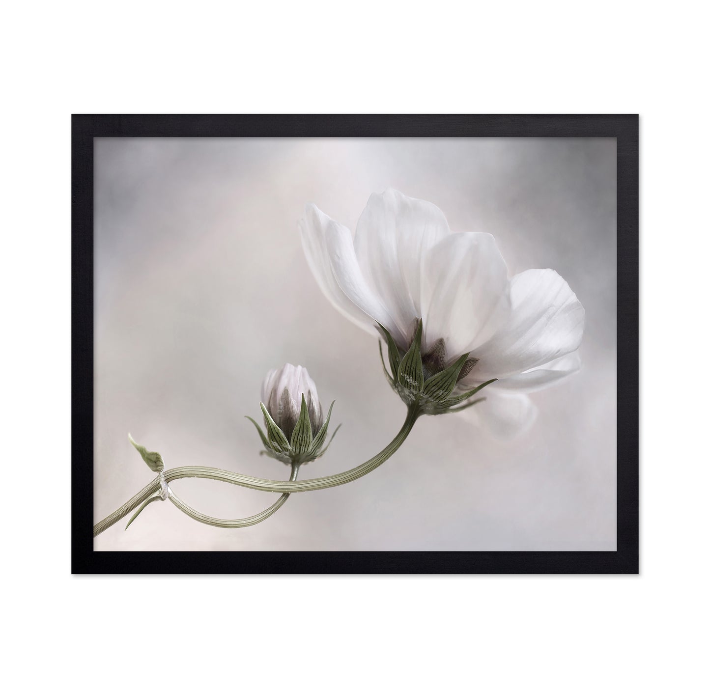 White Cosmos Bloom