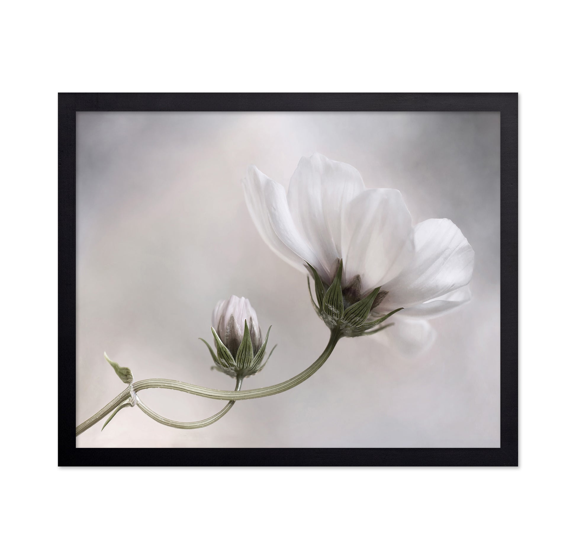 White Cosmos Bloom