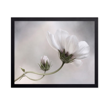 White Cosmos Bloom