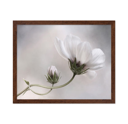 White Cosmos Bloom