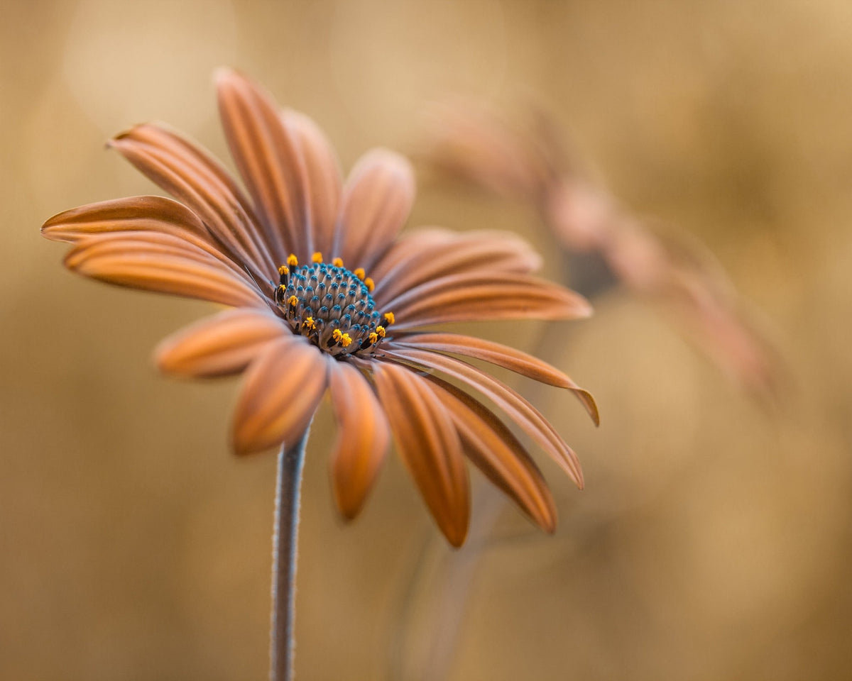 Golden Daisy Bloom