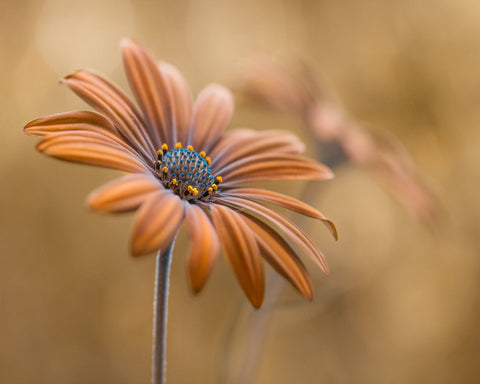 Golden Daisy Bloom