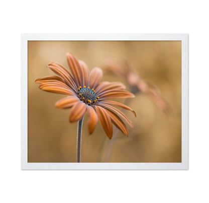 Golden Daisy Bloom