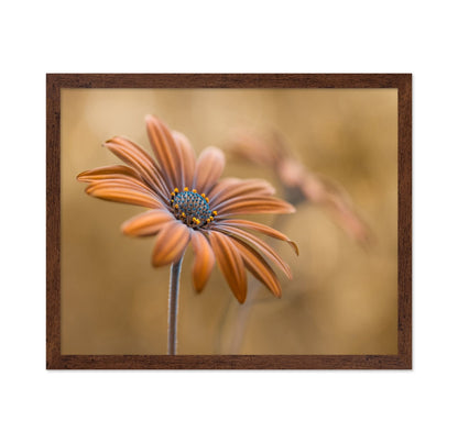 Golden Daisy Bloom