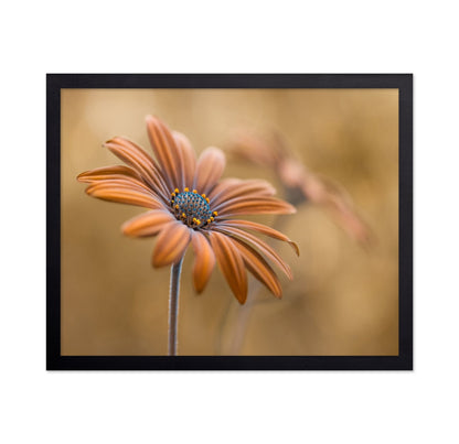 Golden Daisy Bloom