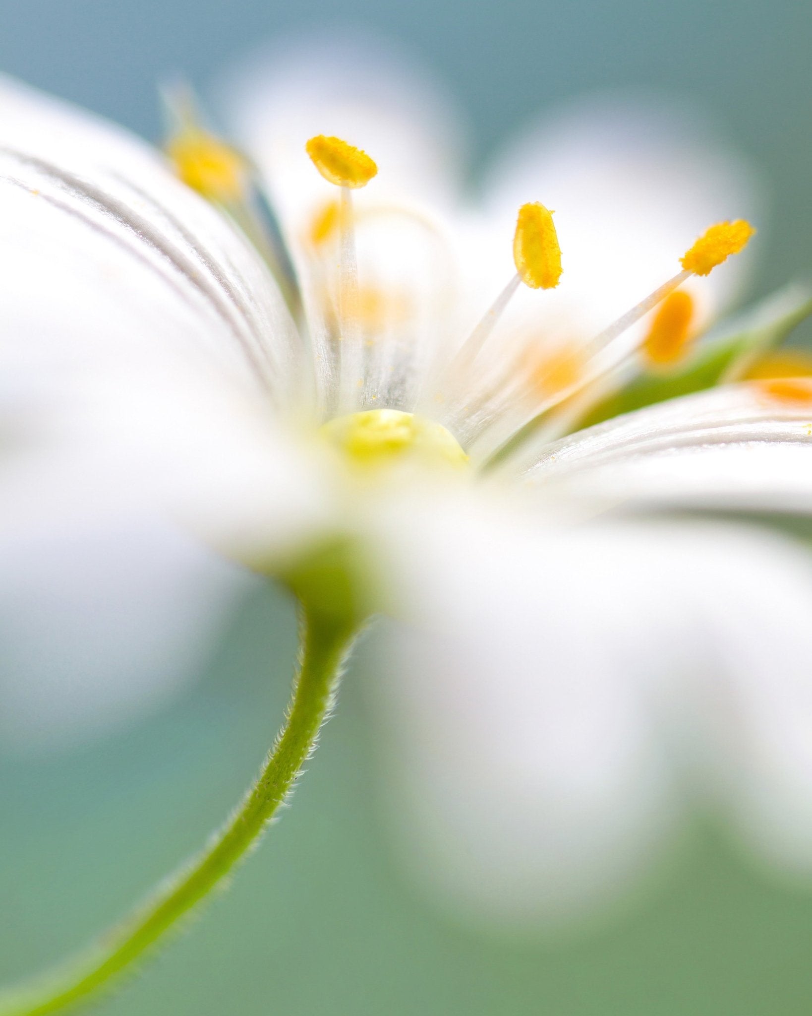 White Stitchwort Macro