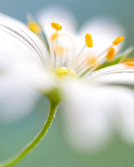 White Stitchwort Macro