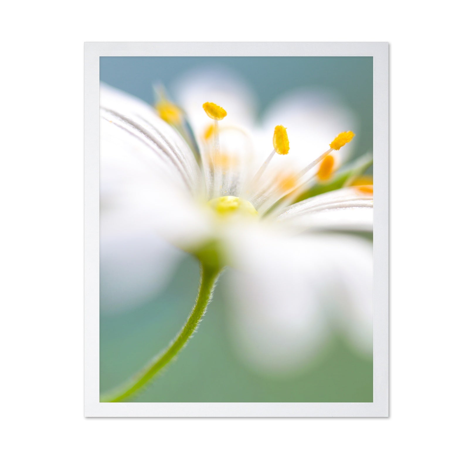 White Stitchwort Macro