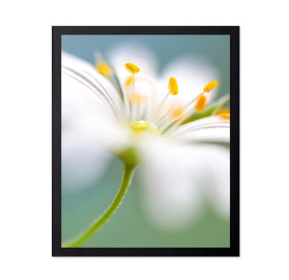 White Stitchwort Macro