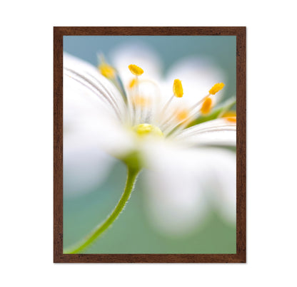 White Stitchwort Macro