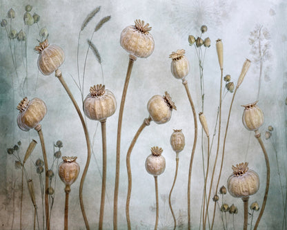 Poppy Seed Pods