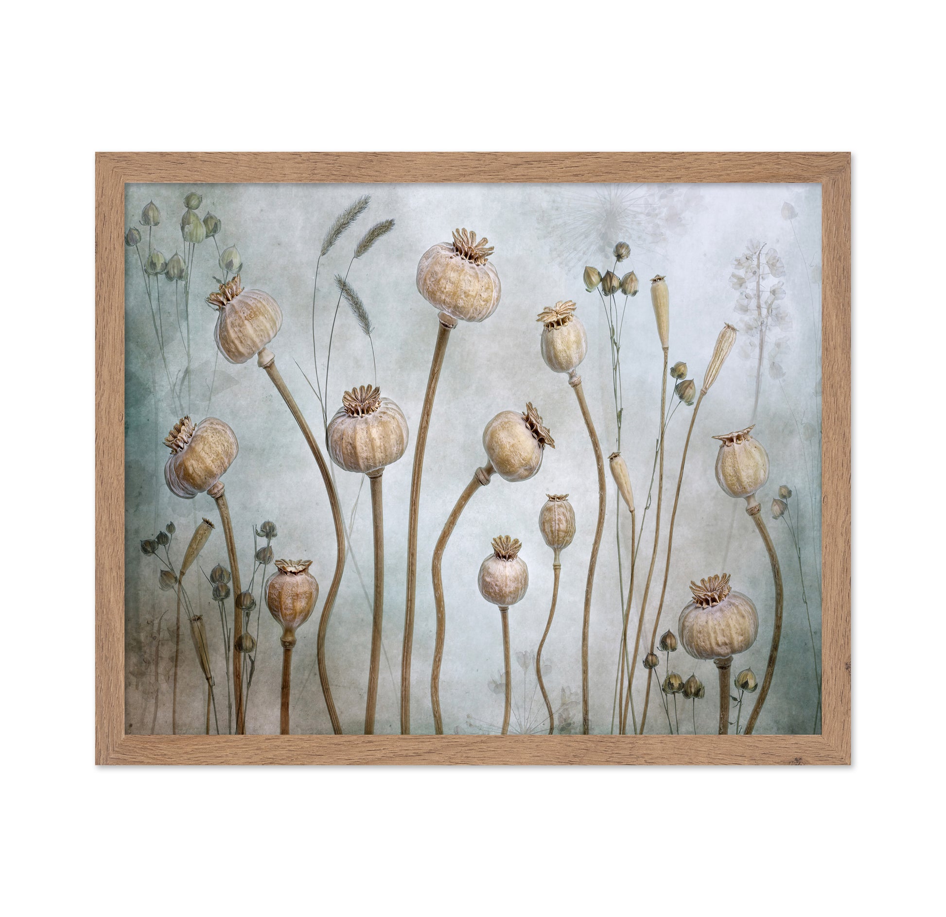 Poppy Seed Pods
