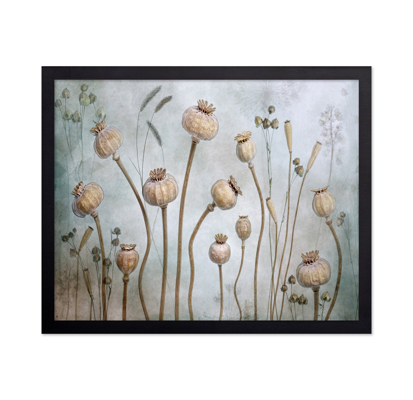 Poppy Seed Pods