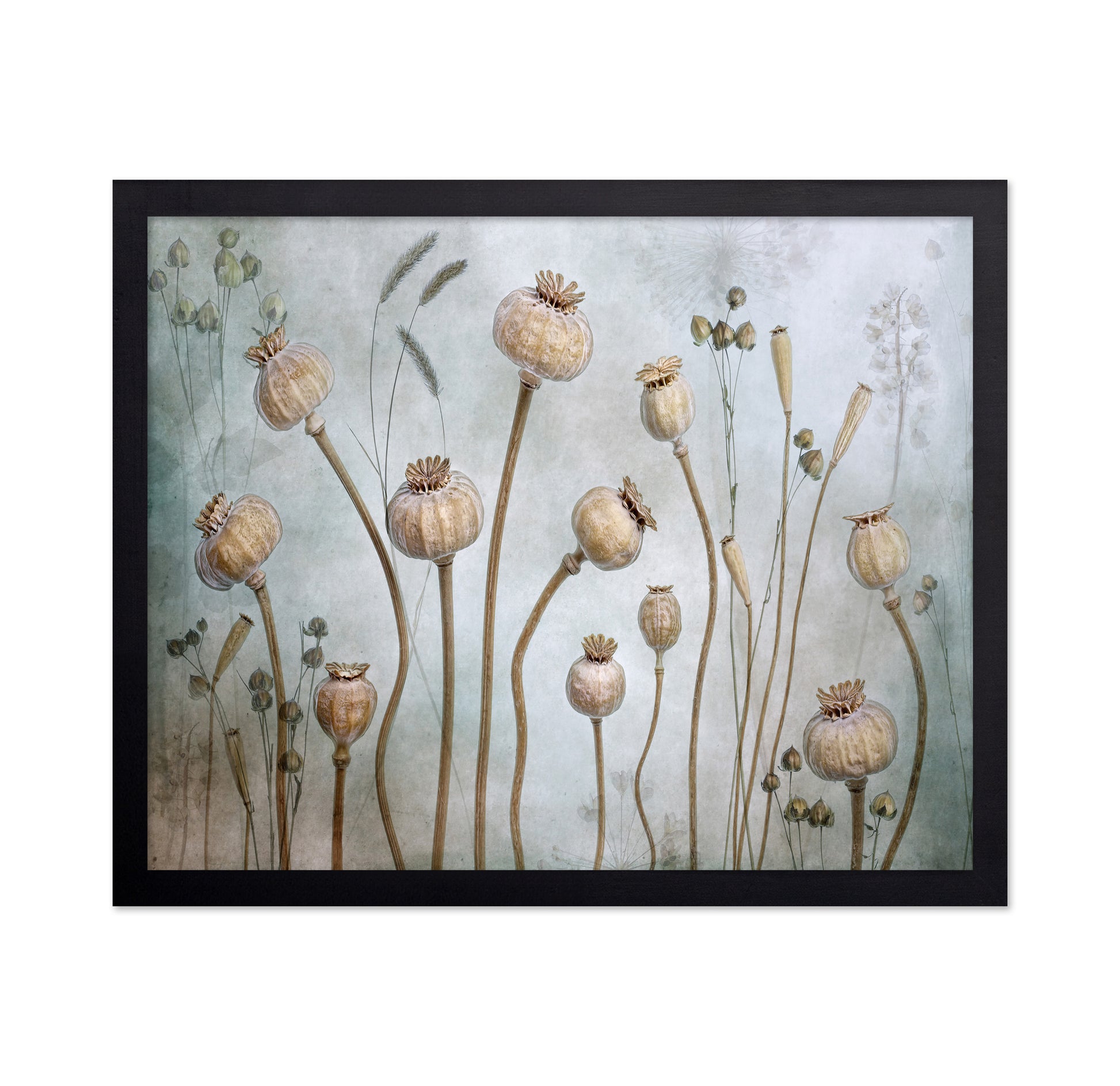 Poppy Seed Pods