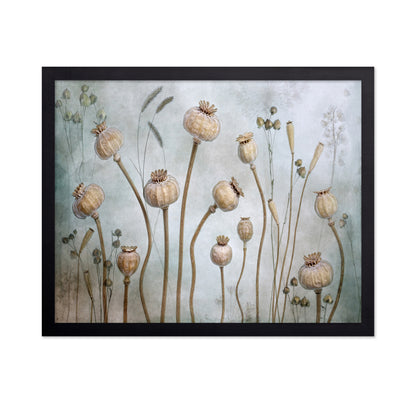 Poppy Seed Pods