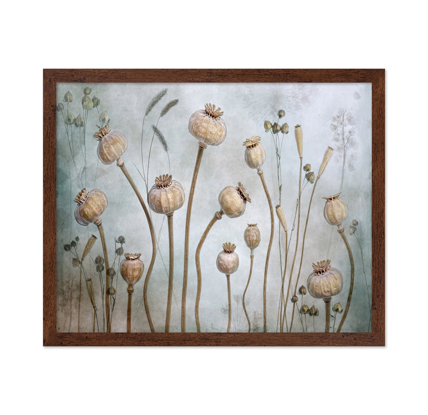 Poppy Seed Pods