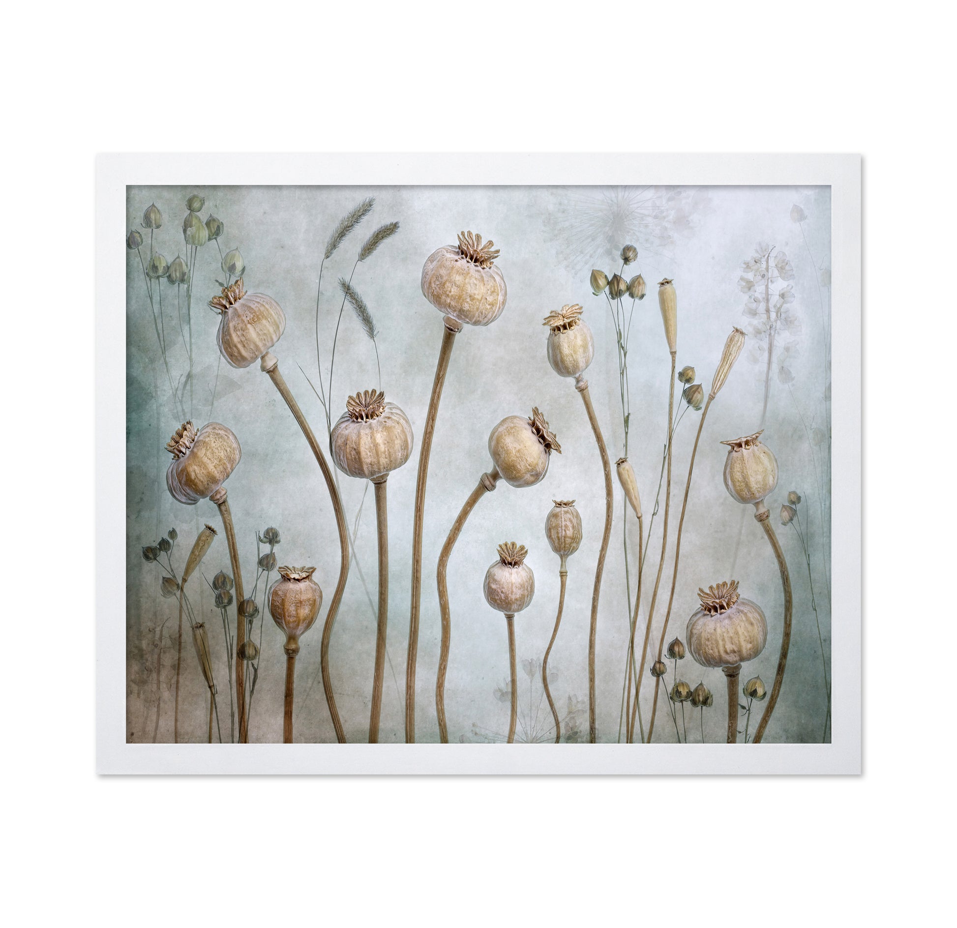 Poppy Seed Pods