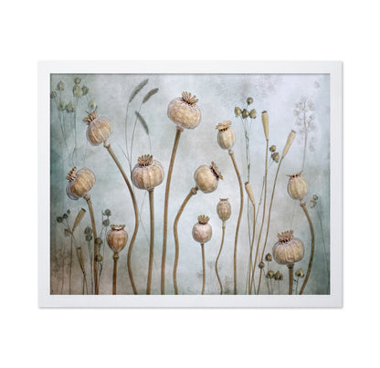 Poppy Seed Pods