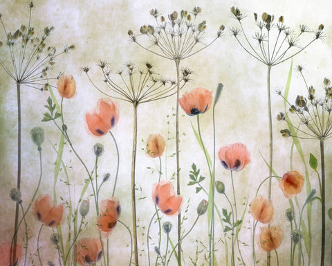 Soft Poppy Meadow