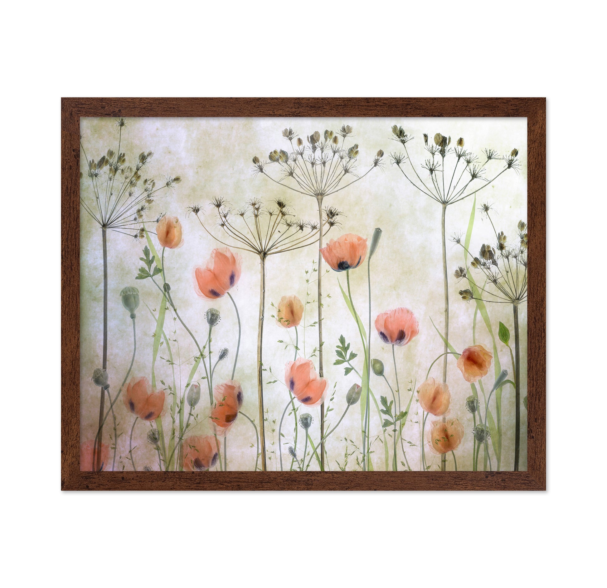 Soft Poppy Meadow