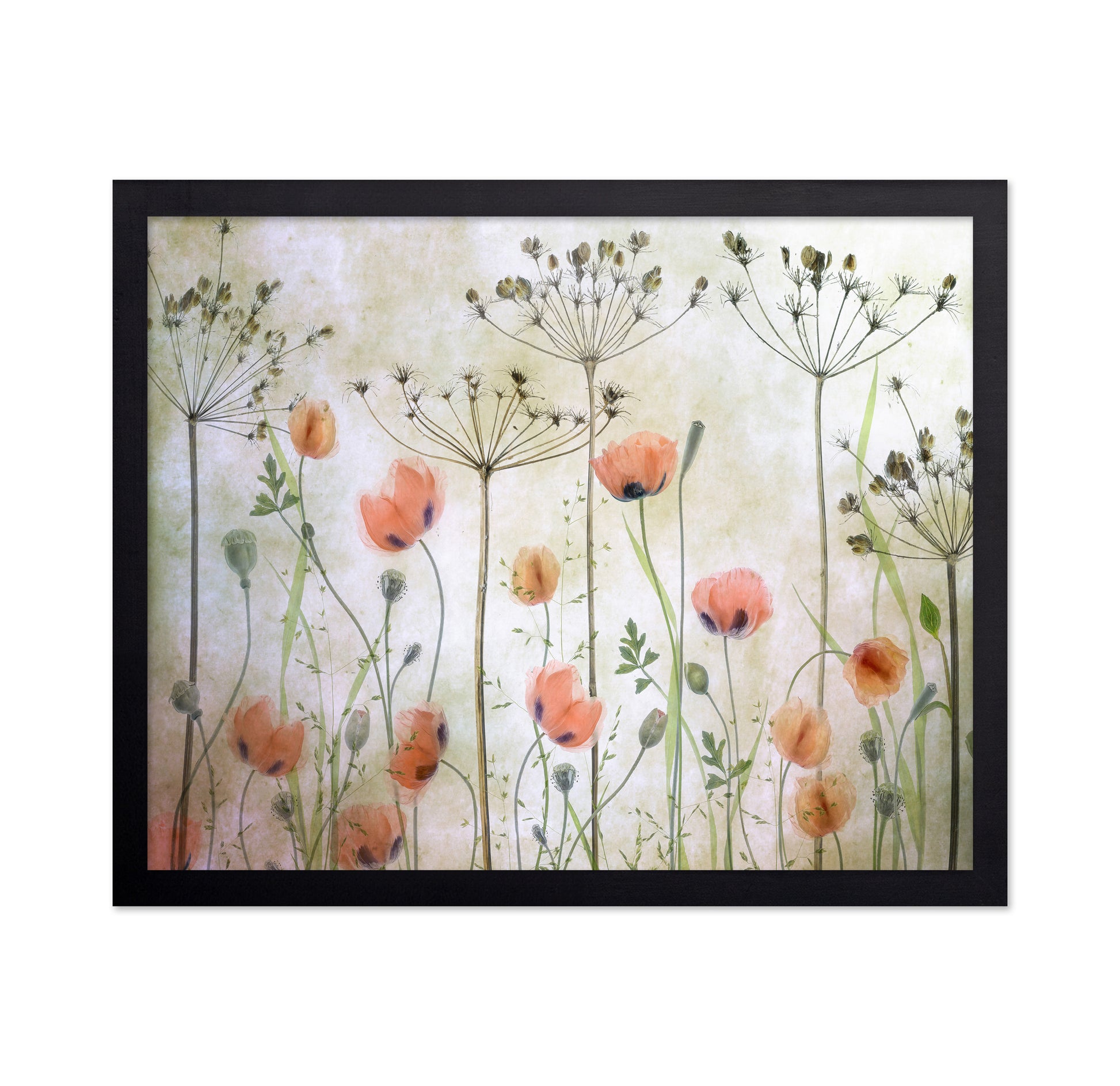 Soft Poppy Meadow