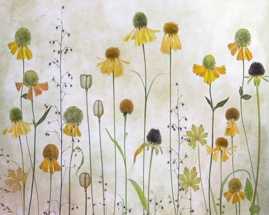 Yellow Helenium Garden