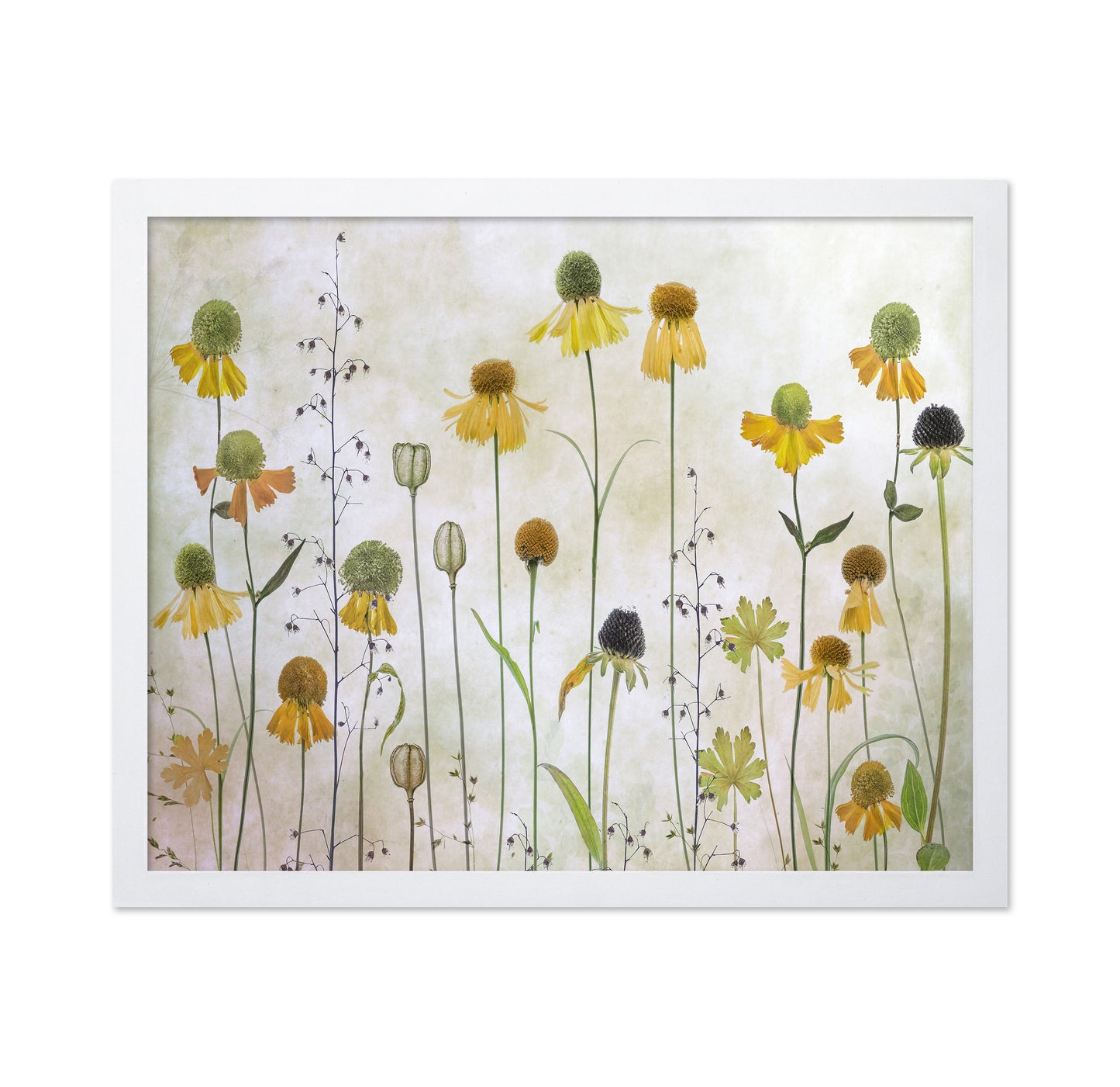 Yellow Helenium Garden