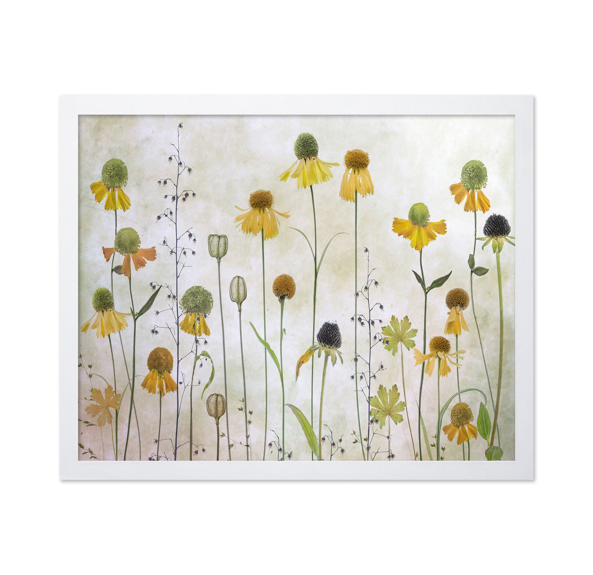Yellow Helenium Garden