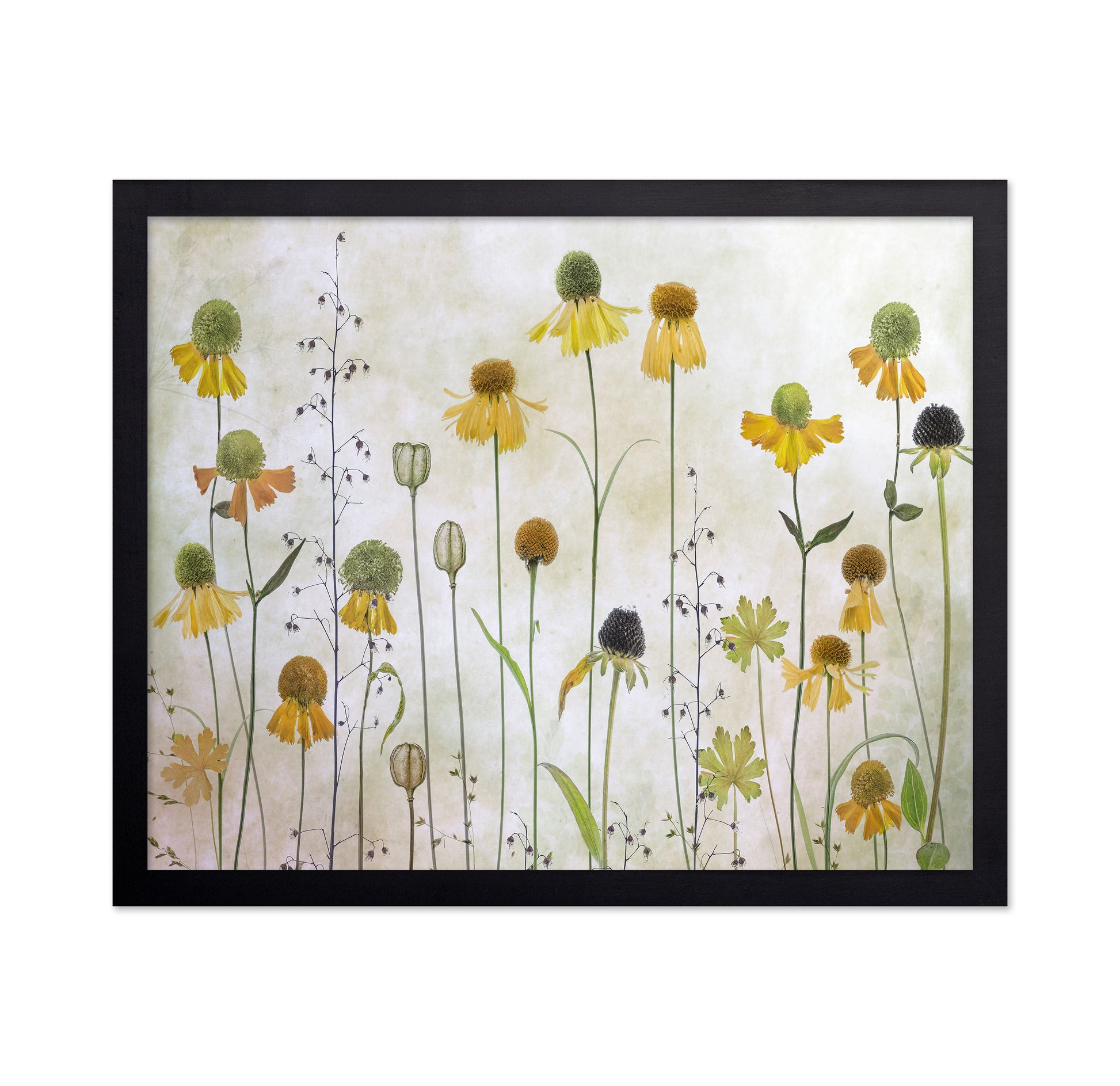 Yellow Helenium Garden