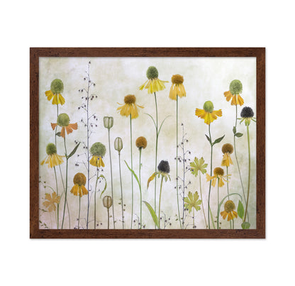 Yellow Helenium Garden
