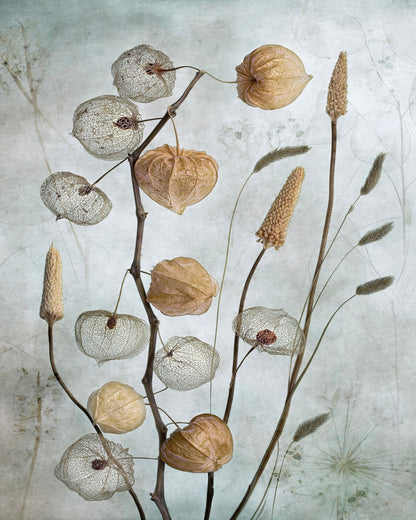Dried Lantern Pods