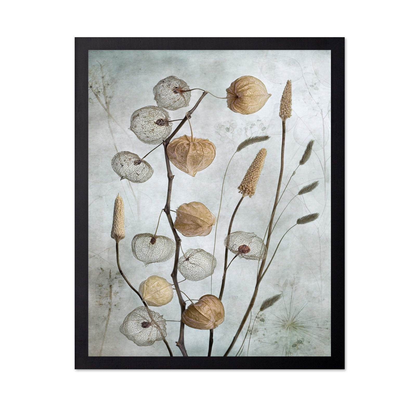 Dried Lantern Pods